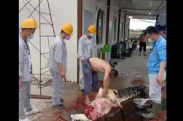 BKSDA Temukan Sup Buaya di Lokasi TKA China Sembelih Satwa Dilindungi