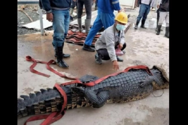 BKSDA Temukan Sup Buaya di Lokasi TKA China Sembelih Satwa Dilindungi