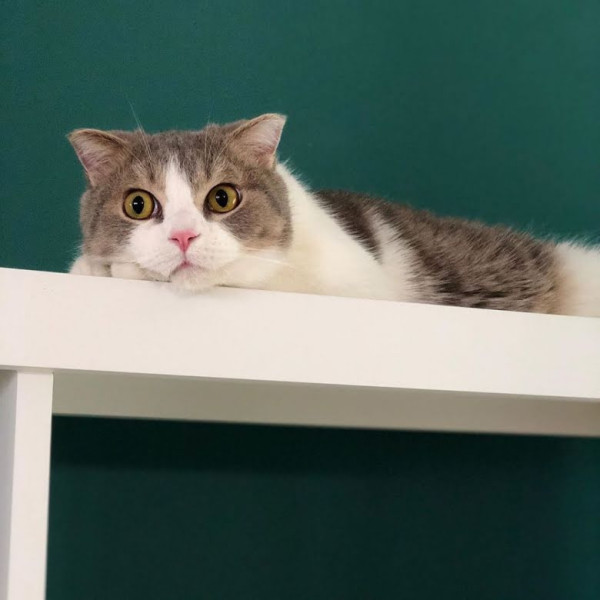 Profil Kucing Lisa BLACKPINK, dari yang Gendut hingga yang Imut
