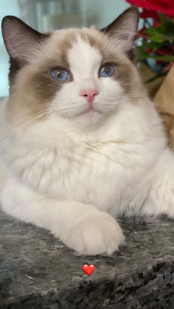 Profil Kucing Lisa BLACKPINK, dari yang Gendut hingga yang Imut