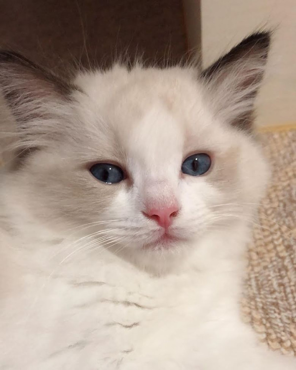 Profil Kucing Lisa BLACKPINK, dari yang Gendut hingga yang Imut