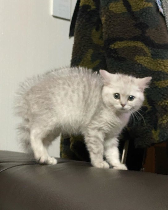 Profil Kucing Lisa BLACKPINK, dari yang Gendut hingga yang Imut