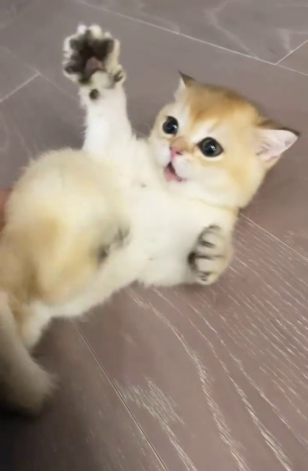 Profil Kucing Lisa BLACKPINK, dari yang Gendut hingga yang Imut