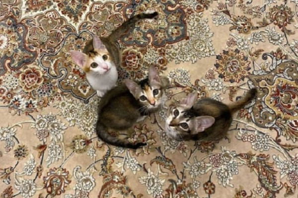 Lucunya, Ini 3 Kucing Kesayangan Prabowo Subianto yang Baru Diadopsi