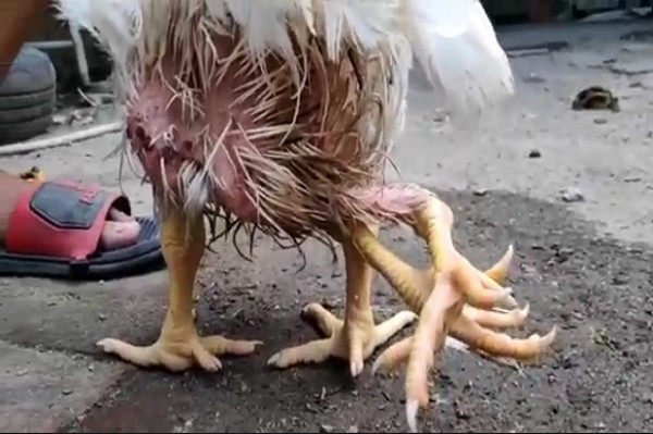 Aneh dan Unik, Ayam di Lampung Selatan Memiliki 4 Kaki dan Hidup Normal