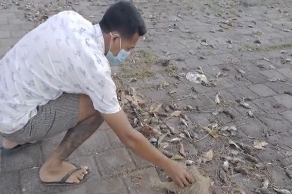 Geger! Ribuan Burung Pipit Mati Mendadak di Areal Kuburan Adat Gianyar Bali