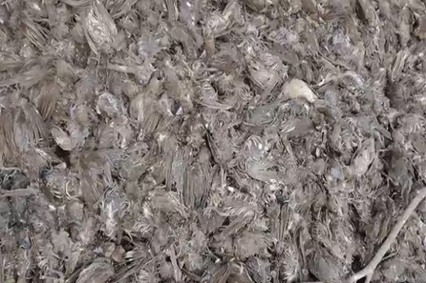 Geger! Ribuan Burung Pipit Mati Mendadak di Areal Kuburan Adat Gianyar Bali