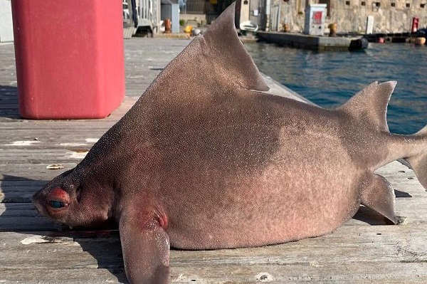 Viral, Ikan Bertubuh Hiu tapi Bewajah Babi