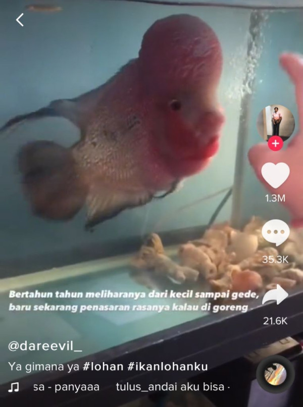 Viral Pria Goreng Ikan Louhan Koleksinya, Aksinya Ditonton 12 Juta Kali