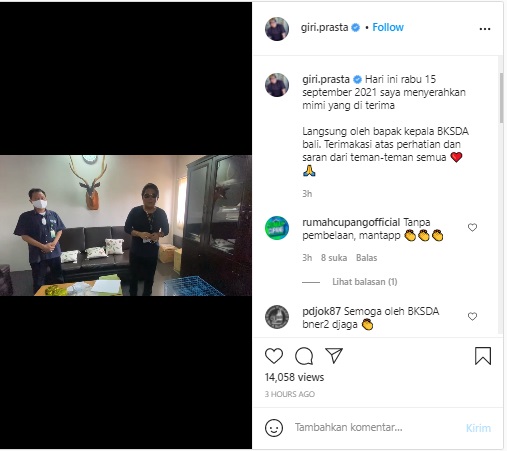 Bupati Badung Serahkan Siamang ke BKSDA Bali Usai Dikritik Sherina dan Manohara