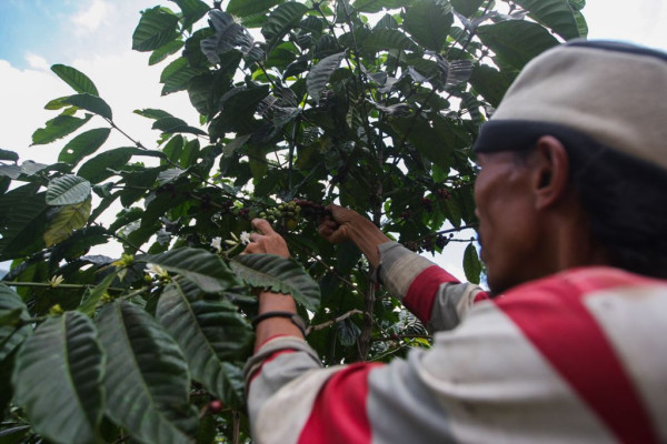Semangat Gotong Royong, Relawan MNC Peduli Bantu Panen Kopi dan Perbaiki Jembatan di Cisadon Bogor