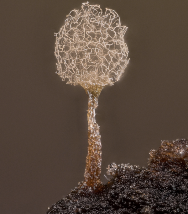 Indah Banget, Foto Daun Ek Jadi Juara Lomba Foto Mikroskopis Nikon