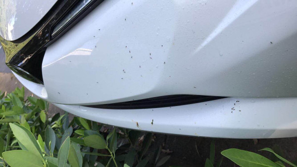 4 Cara Efektif Membasmi Semut di Kabin Mobil