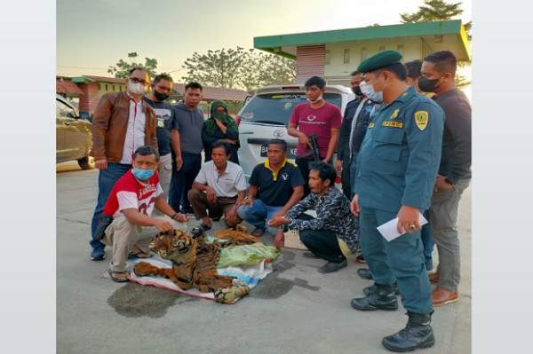 Sindikat Perdagangan Kulit Harimau di Riau Terungkap, 4 Pelaku Ditangkap Termasuk Wanita