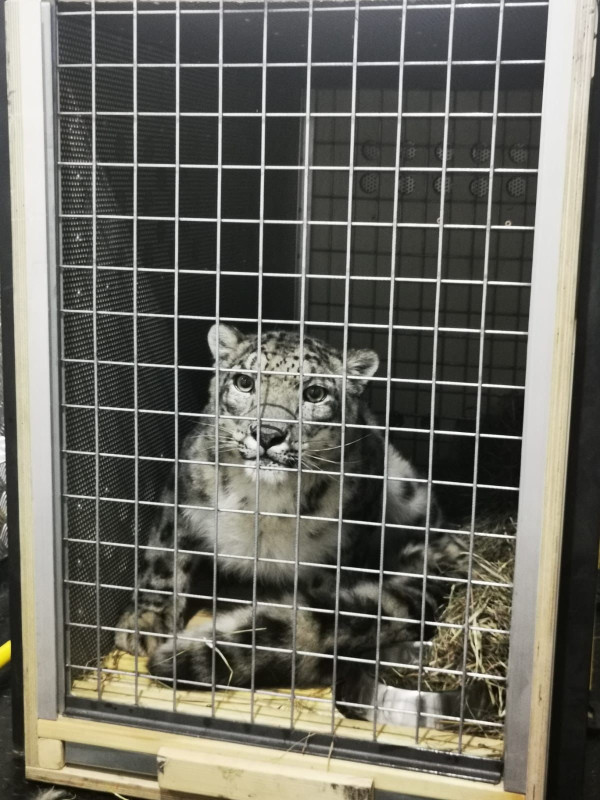 Garuda Indonesia Fasilitasi Pengangkutan Snow Leopard dari Amsterdam