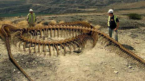 Kerabat Titanoboa, Ahli Akui Ukuran Ular Raksasa Kalimantan Sulit Dipastikan