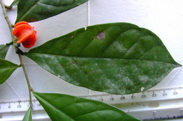Spesies Pohon Aneh dengan Buah Mirip Lentera Ditemukan di Hutan Amazon