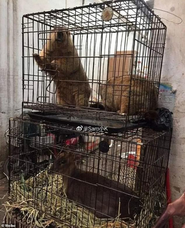 Pasar Kuliner Ekstrem di Asia, Ada yang Jual Buaya Goreng Krispi