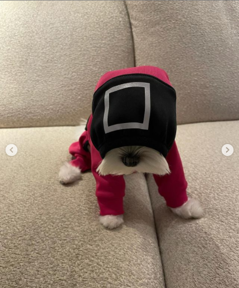 Son Ye-Jin Dandani Anjingnya dengan Kostum Squid Game, Supercute!