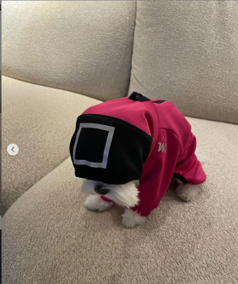 Son Ye-Jin Dandani Anjingnya dengan Kostum Squid Game, Supercute!