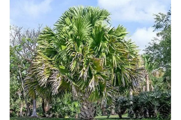 7 Tumbuhan yang Sudah Punah di Habitat Aslinya, Salah Satunya dari Indonesia