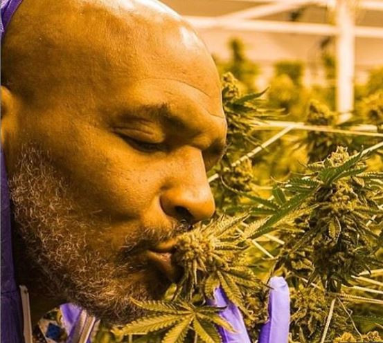 Heboh Kerajaan Ganja Mike Tyson: Ada Universitas, Resor, Glamping, Raup Rp9,85 Miliar