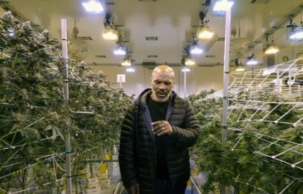 Heboh Kerajaan Ganja Mike Tyson: Ada Universitas, Resor, Glamping, Raup Rp9,85 Miliar