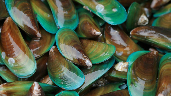5 Makanan Paling Berbahaya di Dunia, Nomor 4 Lebih Beracun dari Sianida