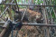 floating-Macan Tutul Penguasa...