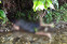 floating-1 Warga Pendatang Tewas...