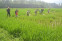 floating-Food Estate Perlu Teknologi...
