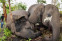 floating-Belasan Gajah Liar Asia...