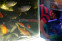 floating-Bisnis Budidaya Ikan...