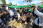 floating-Hadir di Kupang, Kiai...