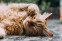 floating-Ini Alasan Kucing Harus...