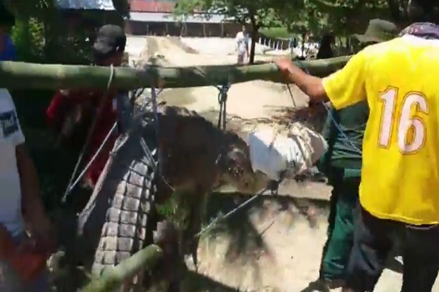 Warga Bombana Tangkap Buaya Muara di Persawahan
