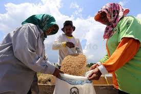 Harga Gabah Petani Anjlok...
