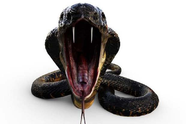Gagal dengan Viper,...