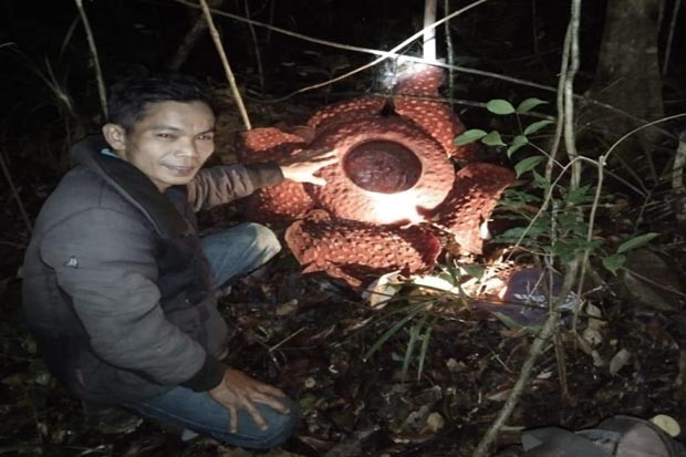Bunga Raflesia Ditemukan...