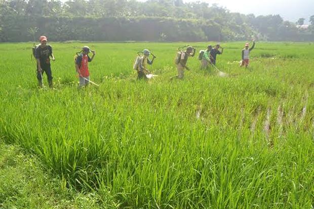 Food Estate Perlu Teknologi...