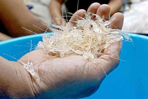Perusahaan Pembudidaya...