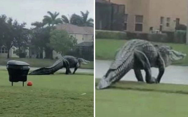 Gempar!! Alligator Invasi...