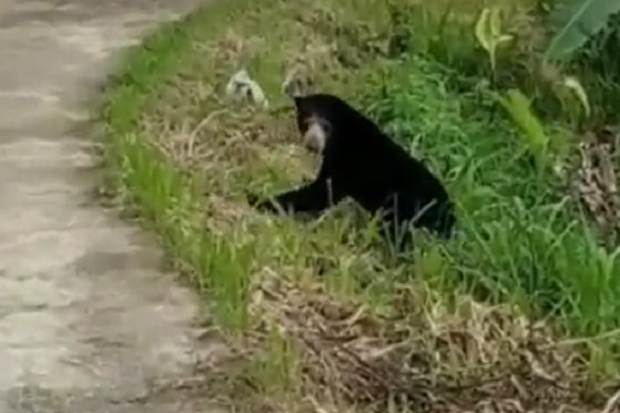 Beruang Madu Gemparkan...