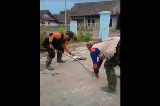 Teror Ular Kobra Resahkan...