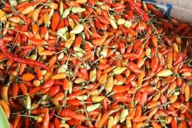 Sempat Tembus Rp150.000/kg,...