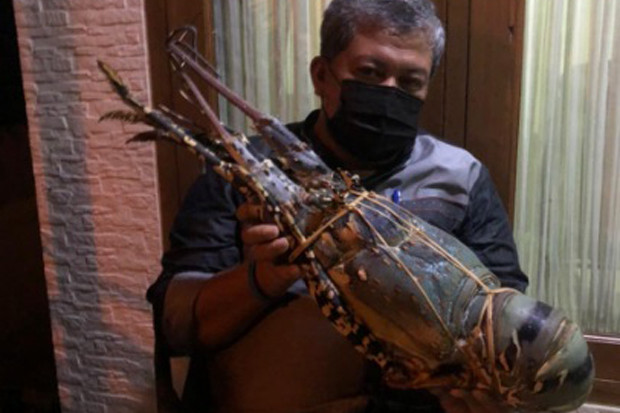 Fahri Hamzah Pamer Lobster...