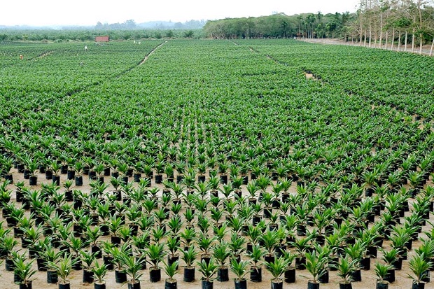 Rencana Holding Perkebunan...