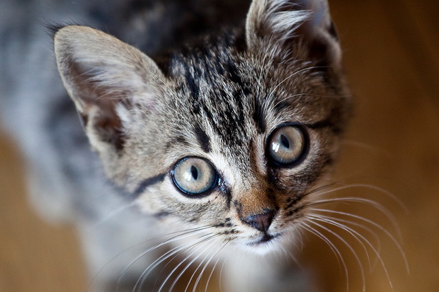Kucing Perlu Mendapat...