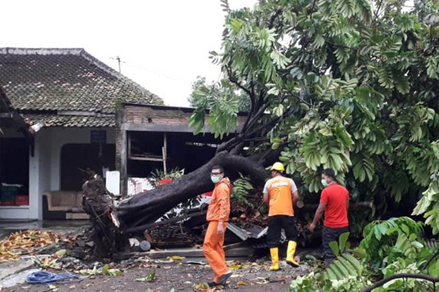 Pohon Tumbang Diterjang...
