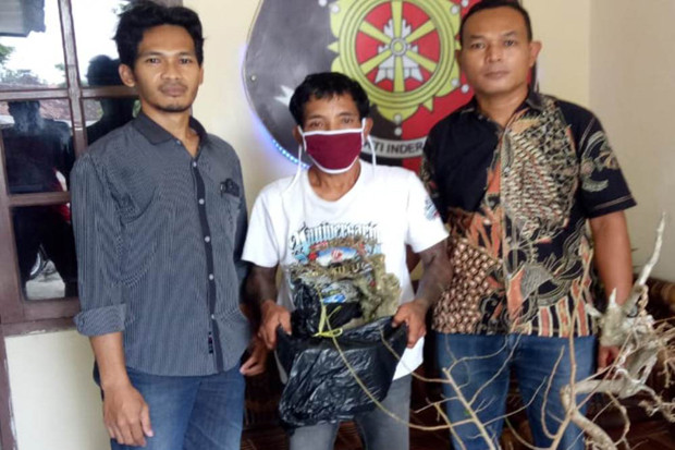 Curi Bonsai, Warga Sleman...